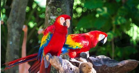 Scarlet Macaw Lifespan: Facts & Care Tips for Longevity