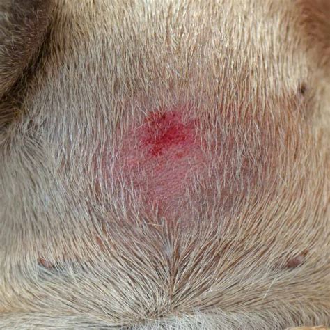 Hot Spots on Dogs: What Causes Them and How to Treat Them | BeChewy