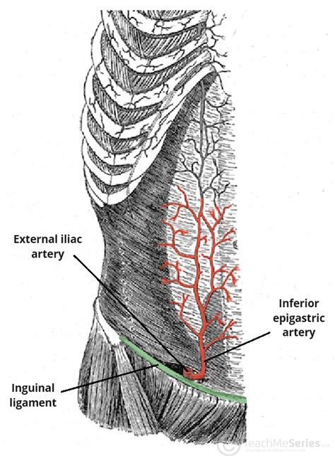 Inferior Epigastric Artery - Course - Supply - TeachMeAnatomy