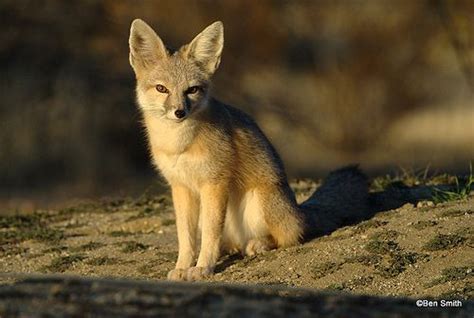 Kit fox - Alchetron, The Free Social Encyclopedia