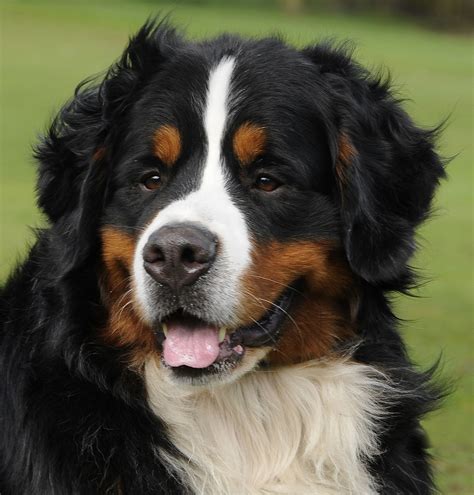 Bernese Mountain Dogs : Biological Science Picture Directory – Pulpbits.net