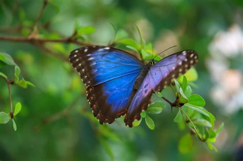 Blue Morpho Butterfly Free Stock Photo - Public Domain Pictures