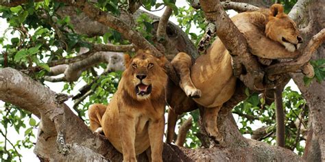 Tree Climbing Lions - Queen Elizabeth National Park