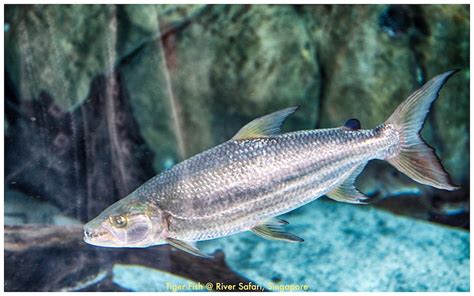 Tiger Fish | Tiger Fish, River Safari, Singapore Tigerfish c… | Flickr