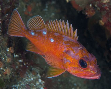 Underwater Photographer's Guide to Navigating the Kelp Forest Safely and Still Getting that ...