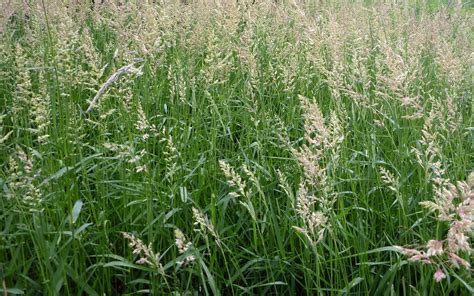 Phalaris Arundinacea Reed Canary Grass Seeds | Fair Dinkum Seeds