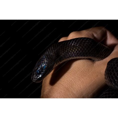 Serpiente rey mexicana negra / Mascotas Algama / Animales exóticos