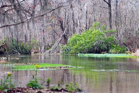 Spring Creek Park | Florida Hikes