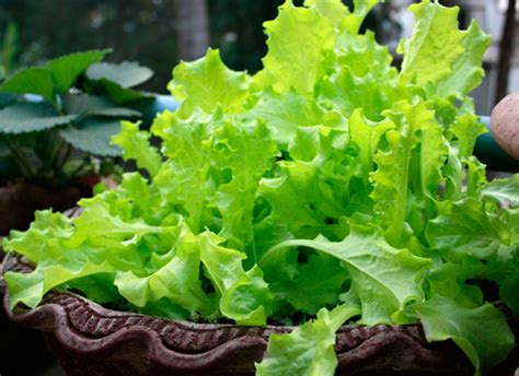 Lettuce Varieties: A Guide To What's What Growing Greens, Oak Leaves, Cut Flowers, Lettuce ...