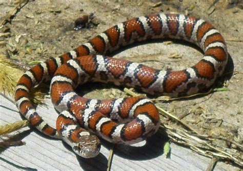 Snakes of the Shawangunk Ridge| Gunks Climbers Coalition