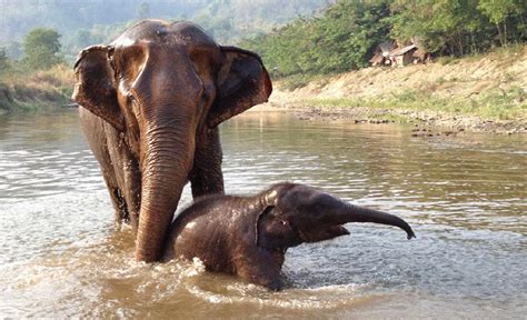 Baby elephant playing in the mud redefines cuteness [VIDEO] | Dawn Productions