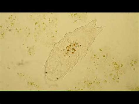 Adorable Tardigrade Habitat - YouTube