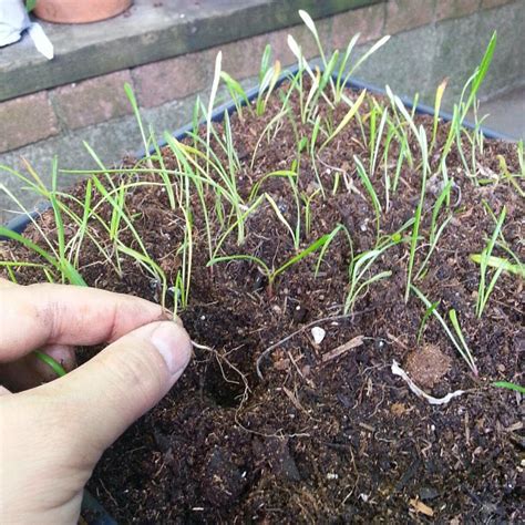 Gazania Daisy Seedlings | Our Gazania Daisy produced seeds l… | Flickr