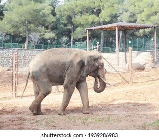 170 Gaziantep Zoo Images, Stock Photos & Vectors | Shutterstock