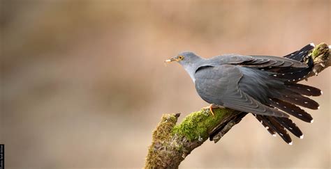 7,500 KM in 7 Days From Africa to England: Cuckoo Sets Flying Record ...