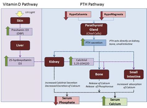 PTH & Vit D Physiology - Basic Science - Orthobullets