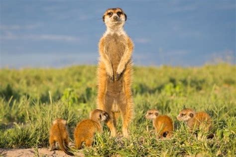 Meerkat family - Cape Private Tours