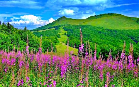 Beautiful Picturesque Scenery with Wonderful Pink Flowers - High Definition, High Resolution HD ...