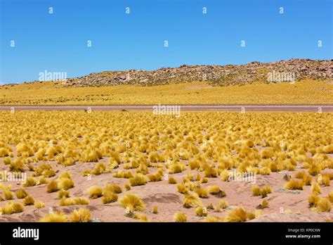 Grassland of Atacama Desert with an empty road, Chile. Desert landscape at high altitude Stock ...