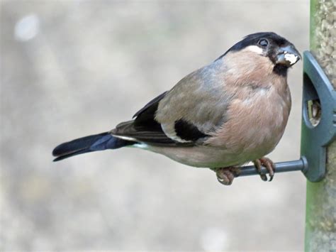 Female bullfinch Sand Pit, Bullfinch, Wildlife Nature, Shrubs, Pond, Bat, Birds, Female, Bird