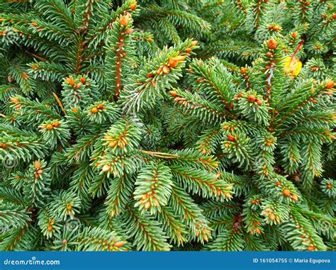 Ramas De árbol De Coníferas Imagen de archivo - Imagen de hoja, cubo: 161054755