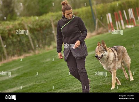 Dog trainer while training a wolf dog #3 Stock Photo - Alamy
