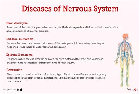 Nervous System (Human Anatomy): Picture, Functions, Diseases, and Treatments