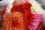 | Dahlia Arrangements Bouquets