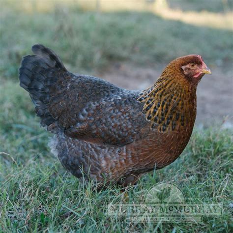 Murray McMurray Hatchery - Cuckoo Marans