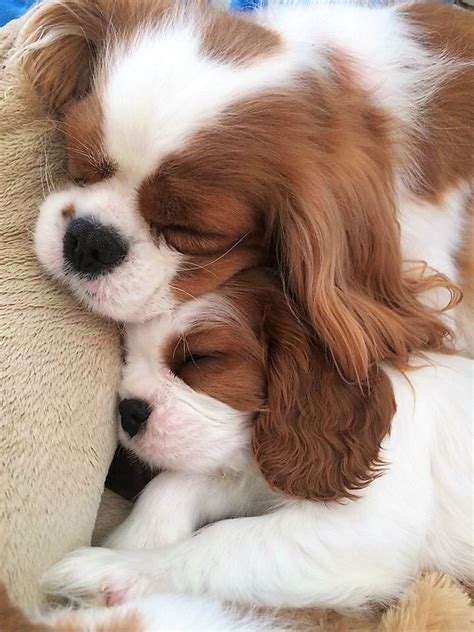 Pinterest | King charles cavalier spaniel puppy, Cute animals, Cute ...