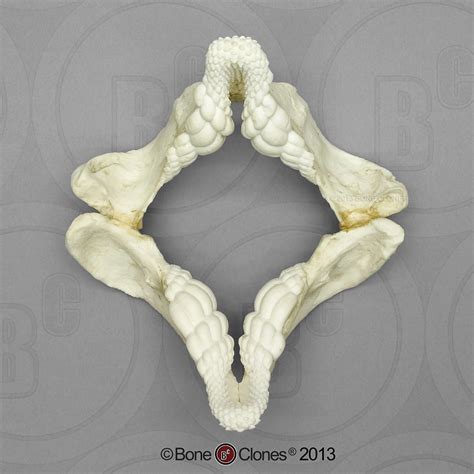 Port Jackson Shark Jaw (small) - Bone Clones - Osteological Reproductions