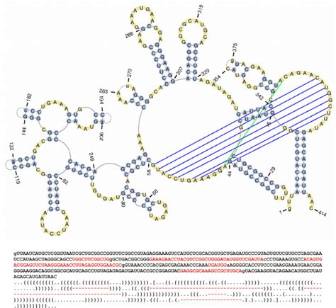 An example of the RNA secondary structure which includes residues with... | Download Scientific ...