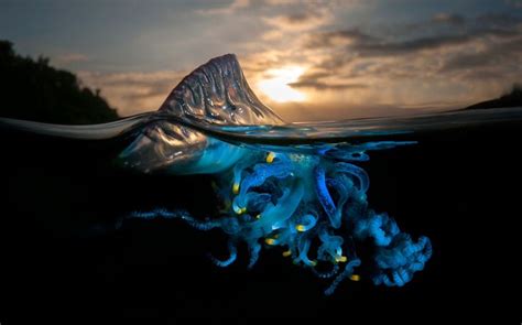 Portuguese man o' war (Physalia physalis) | Portuguese man o' war, National geographic photo ...