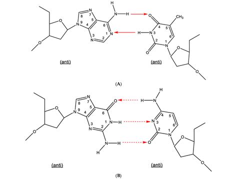 (A). Watson-Crick type of base pairing (adenine-thymine). (B).... | Download Scientific Diagram