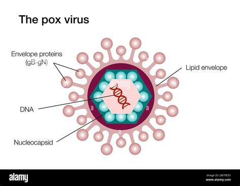 Illustration of the pox virus structure Stock Photo - Alamy