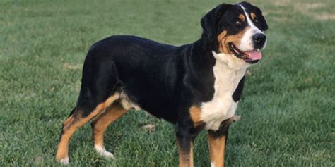 Entlebucher Mountain | DogExpress