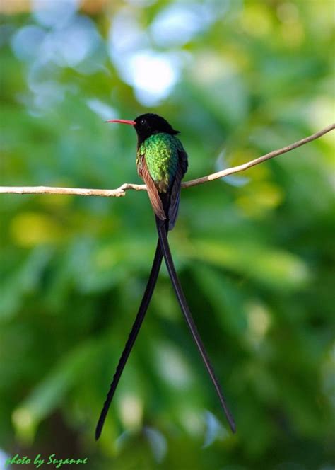 Tingalayas Retreat. Jamaica Hummingbirds in their botanical garden.