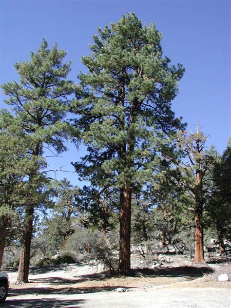 Ponderosa Pine Tree Identification, Facts, and Pictures