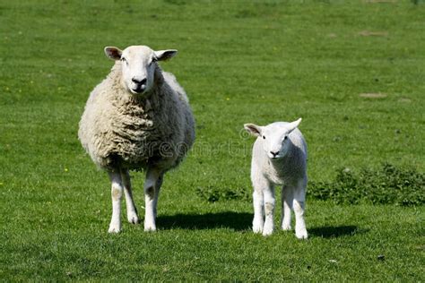 Ewe and lamb stock photo. Image of field, sheep, adult - 19529696