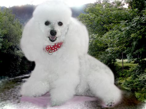 Toy Poodle Wallpaper - WallpaperSafari