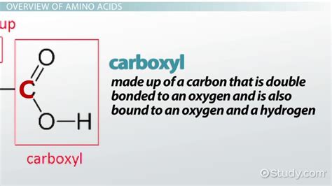 Dipeptide Definition, Structure & Examples - Video | Study.com