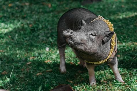 Photo Of Pig On Grass · Free Stock Photo