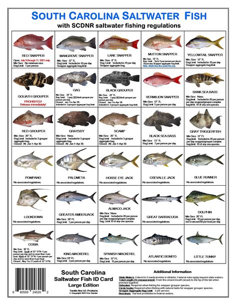 Buy South Carolina Saltwater Fish Identification Card Set - Three Waterproof Cards Showing 60 ...