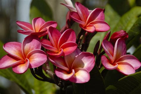 Frangipani: how to plant & propagate - Plantura