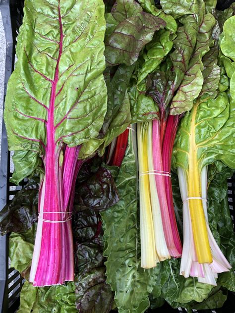 Swiss Chard - LA HOMEFARM