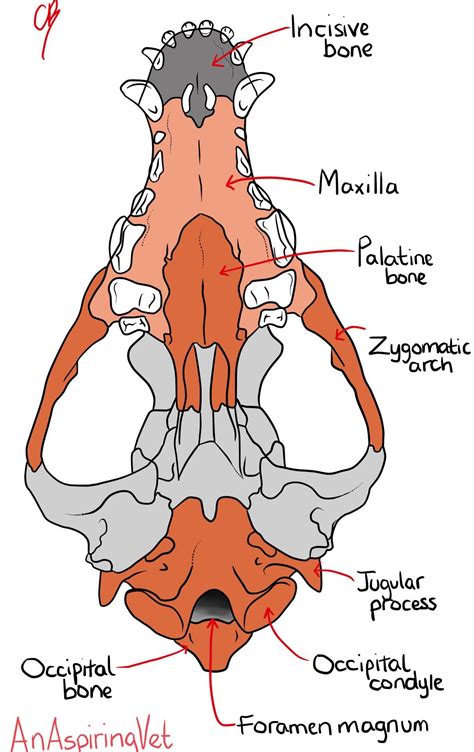 #anaspiringveti #viewhope #anatomy #ventral #lateral #second #canine #first #skull #drew #view # ...