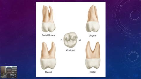 Upper Molar Anatomy