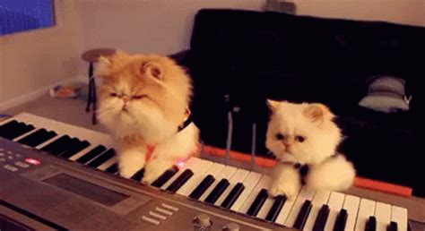 Cat Band Playing Piano GIF - Band Cats Catsplayingpiano GIFs | Say more with Tenor