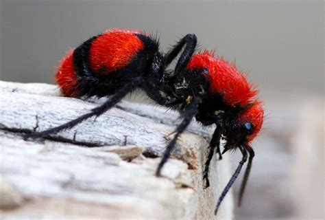 red velvet ant photo | Ants, Exotic pets, Insects