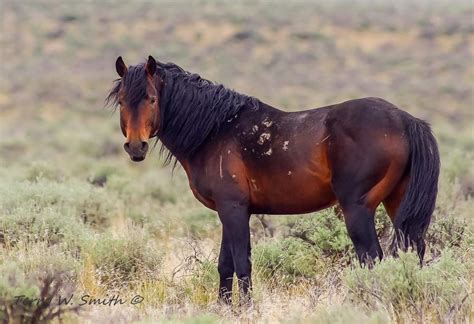 Gorgeous Wild Dark Bay Mustang. | Beautiful horses, Wild horses ...